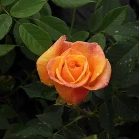 Sunny Sky Hybrid Tea Rose (Rosa Sunny Sky) 3